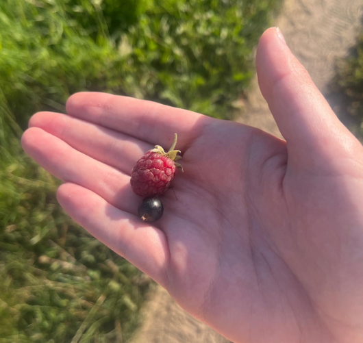 Een handpalm met een verse framboos en een zwarte bes uit de tuin