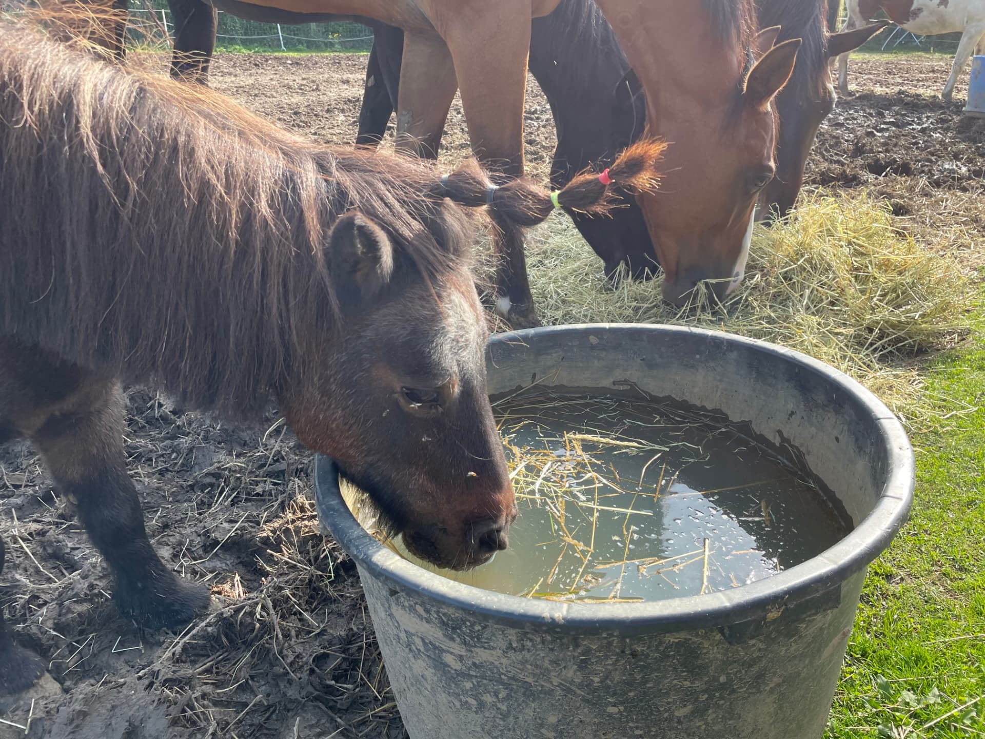 Pony Bloemkool