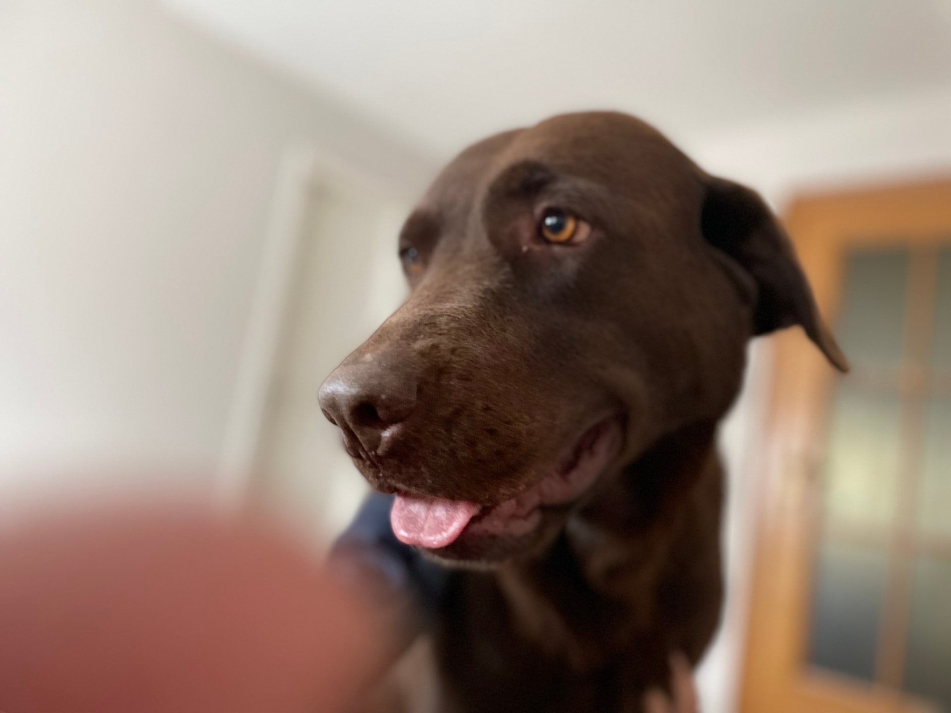 Hond Roosje