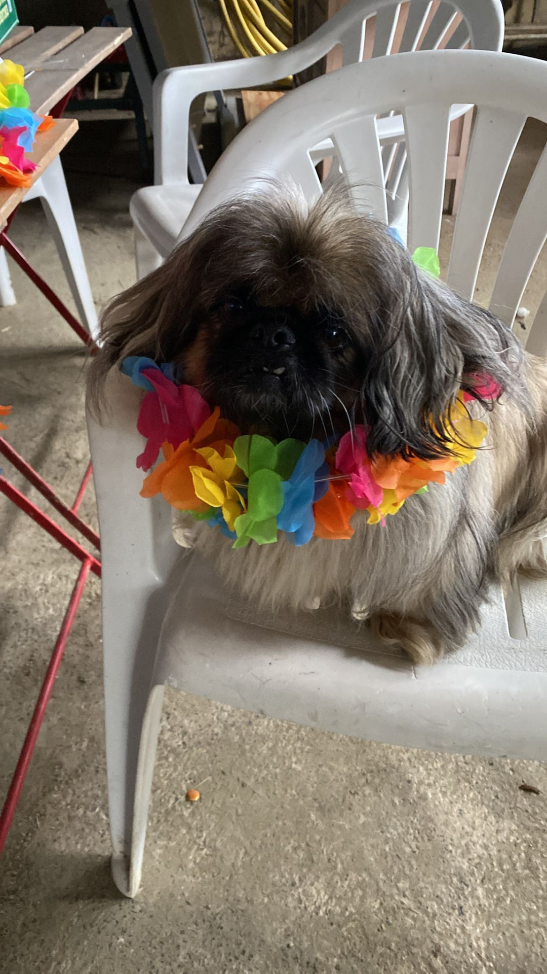 Hond Gaston
