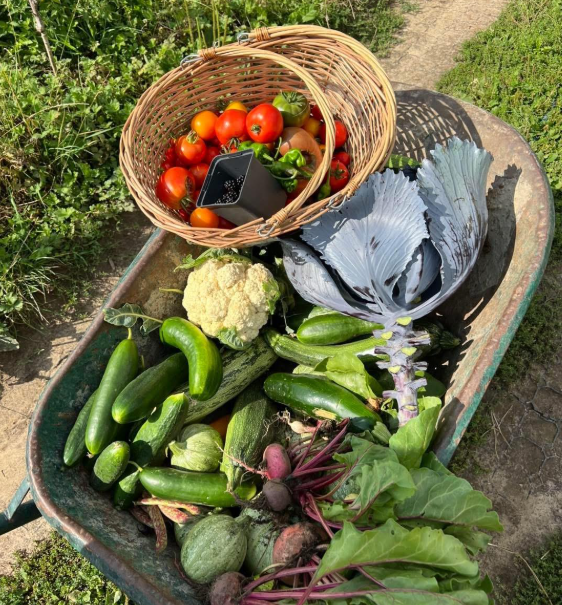 Kruiwagen vol pas geoogste groenten uit de moestuin