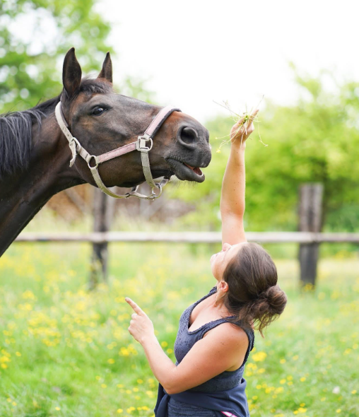Begeleidster reikt gras aan naar een paard in de weide
