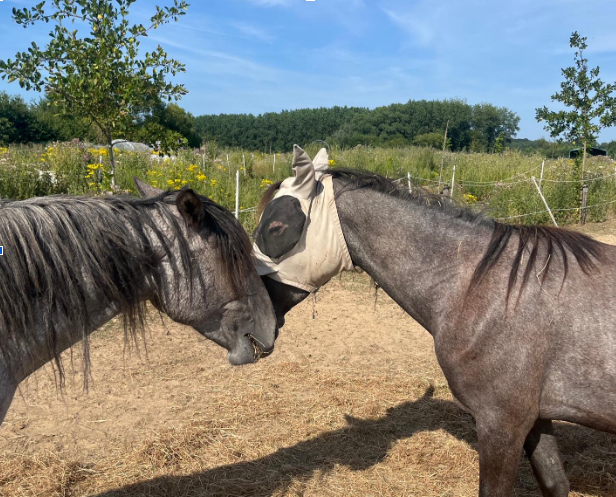 Twee paarden staan kop aan kop in de weide