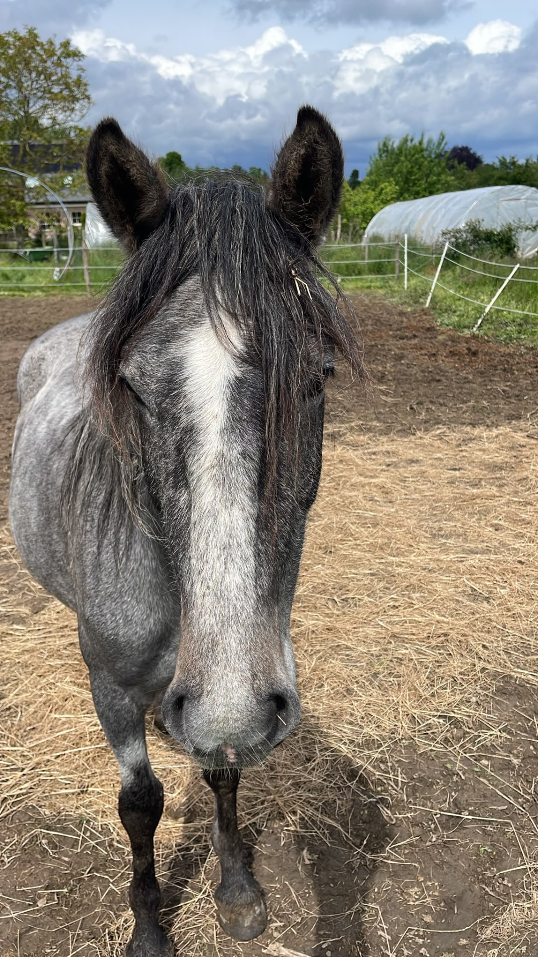 Pony Truffel