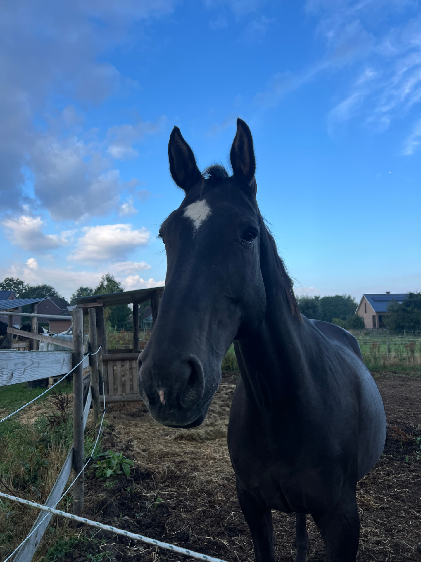 Pony Crumble