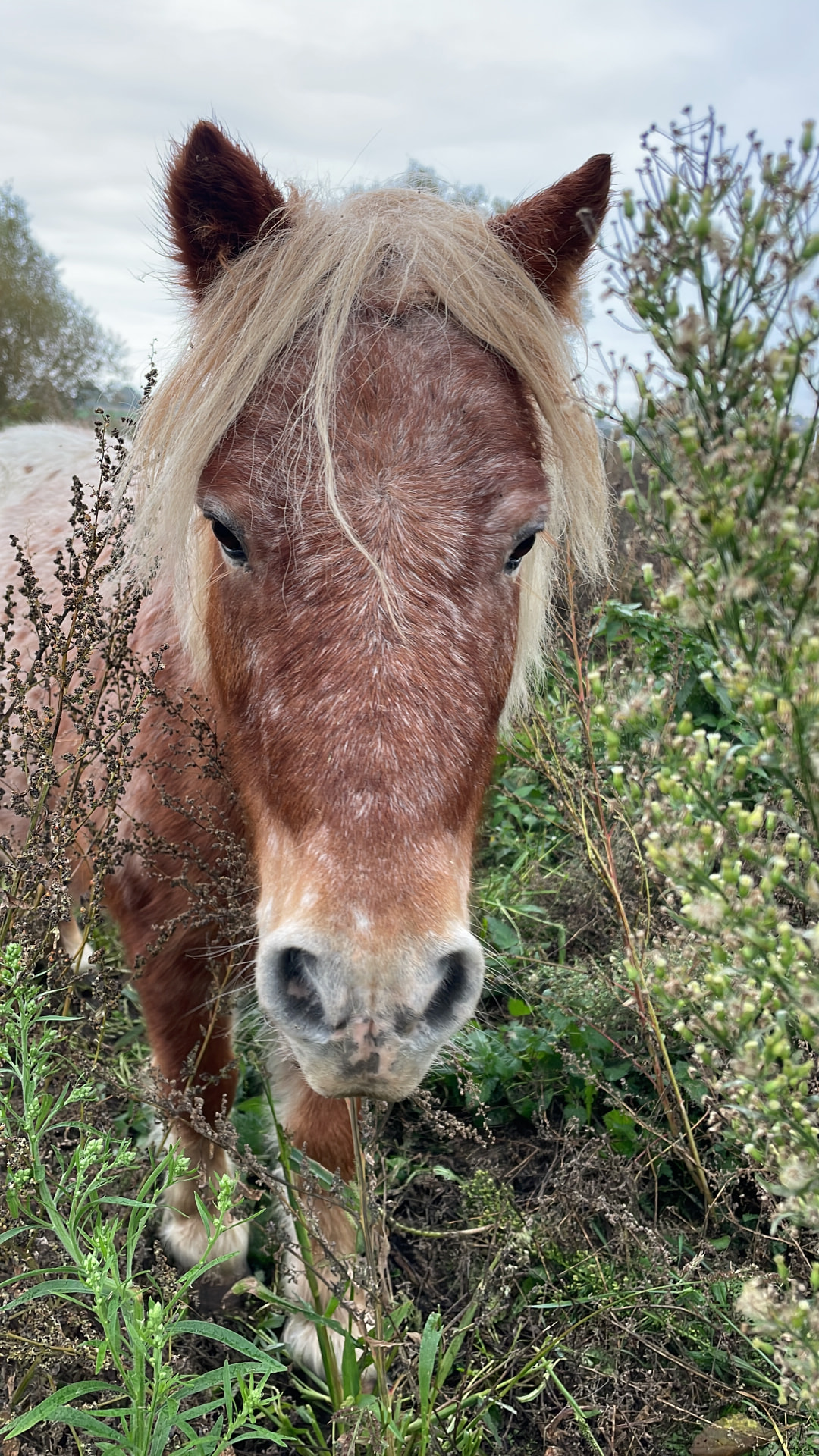 Pony Pannekoek