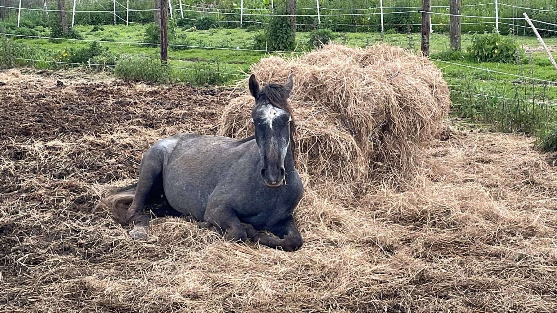 Pony Marshmellow