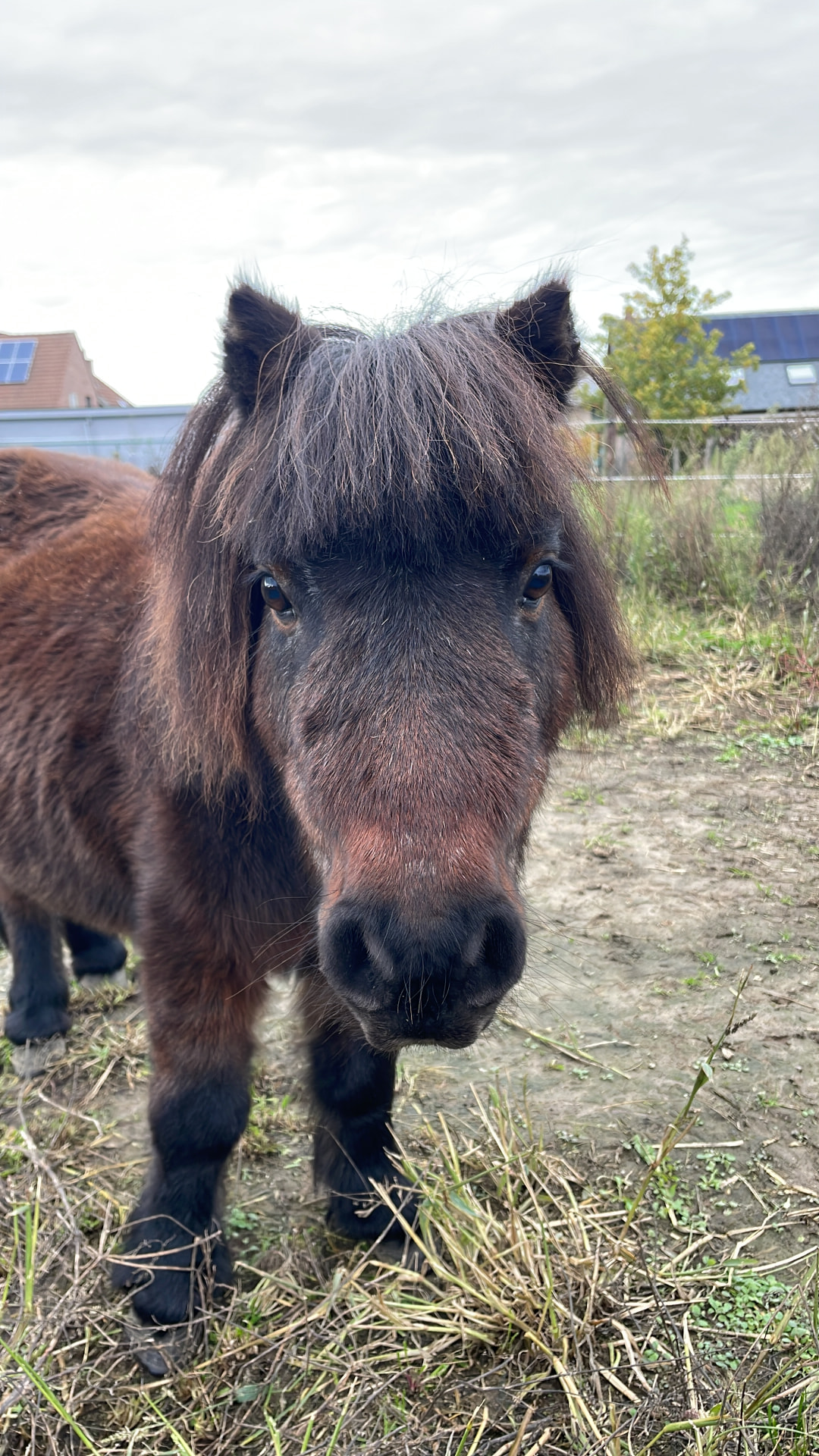 Pony Brownie