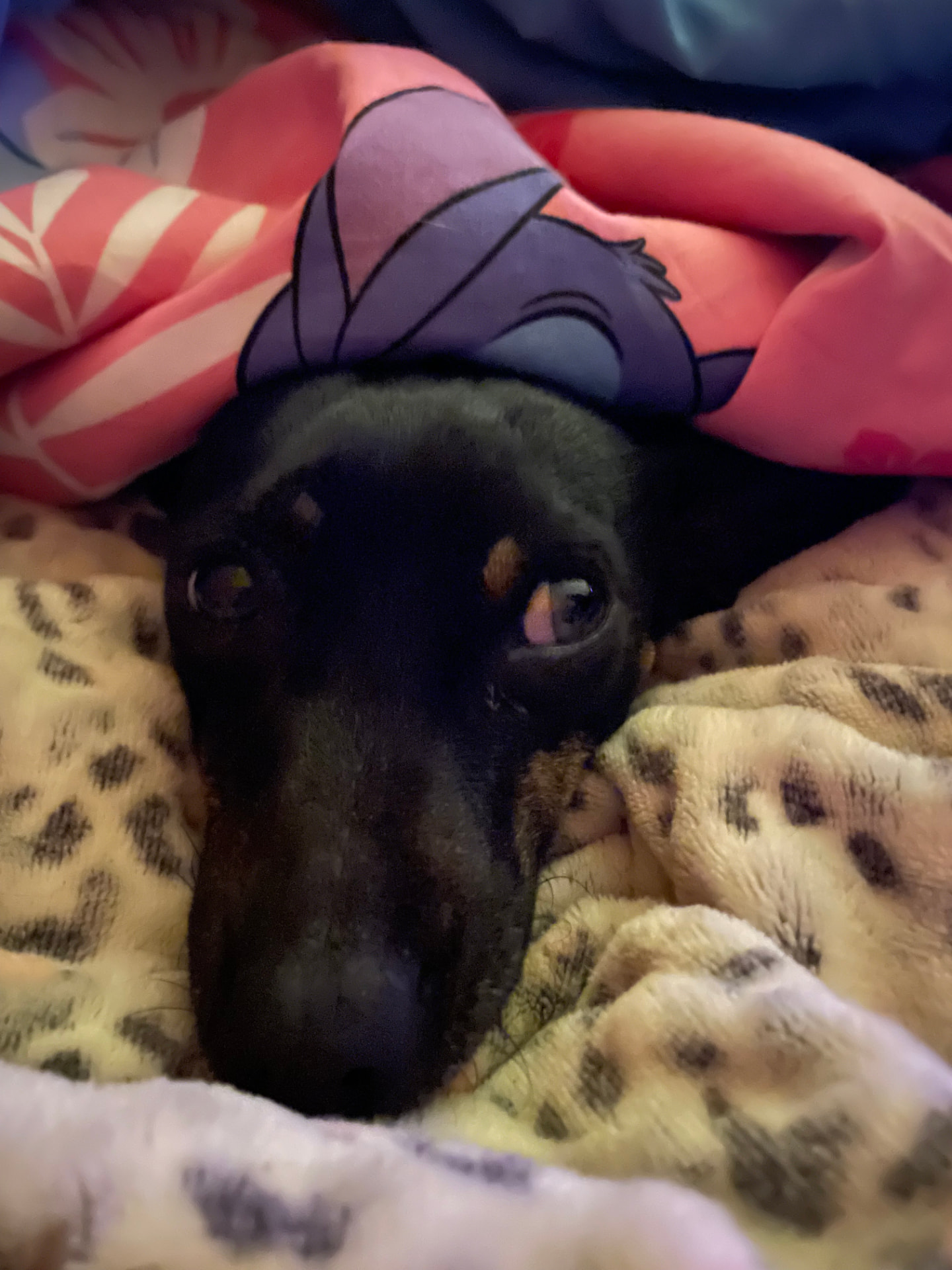 Hond Lola