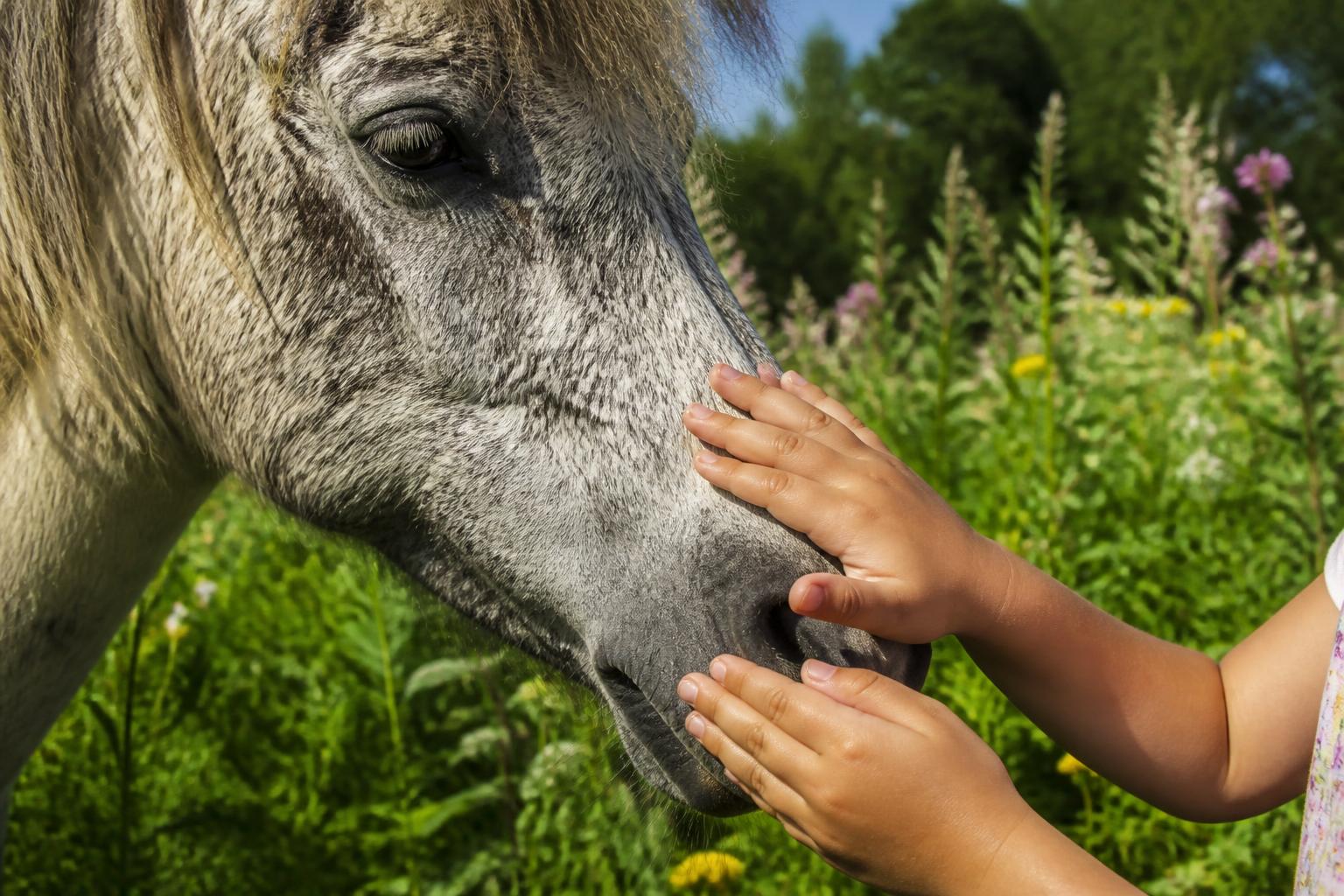 Handen die een pony aaien